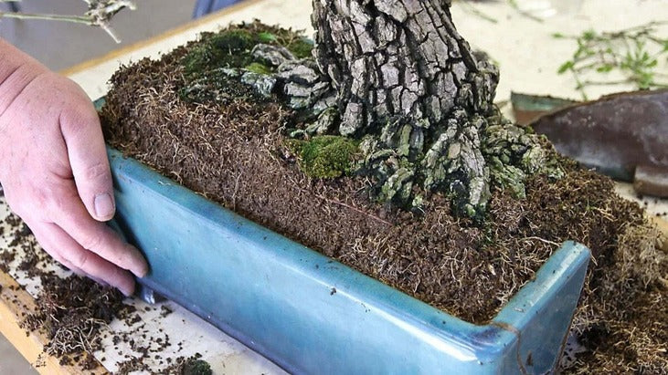 bonsai tree blossom Artificial Cherry Blossom Bonsai Tree – Super Anime Store
