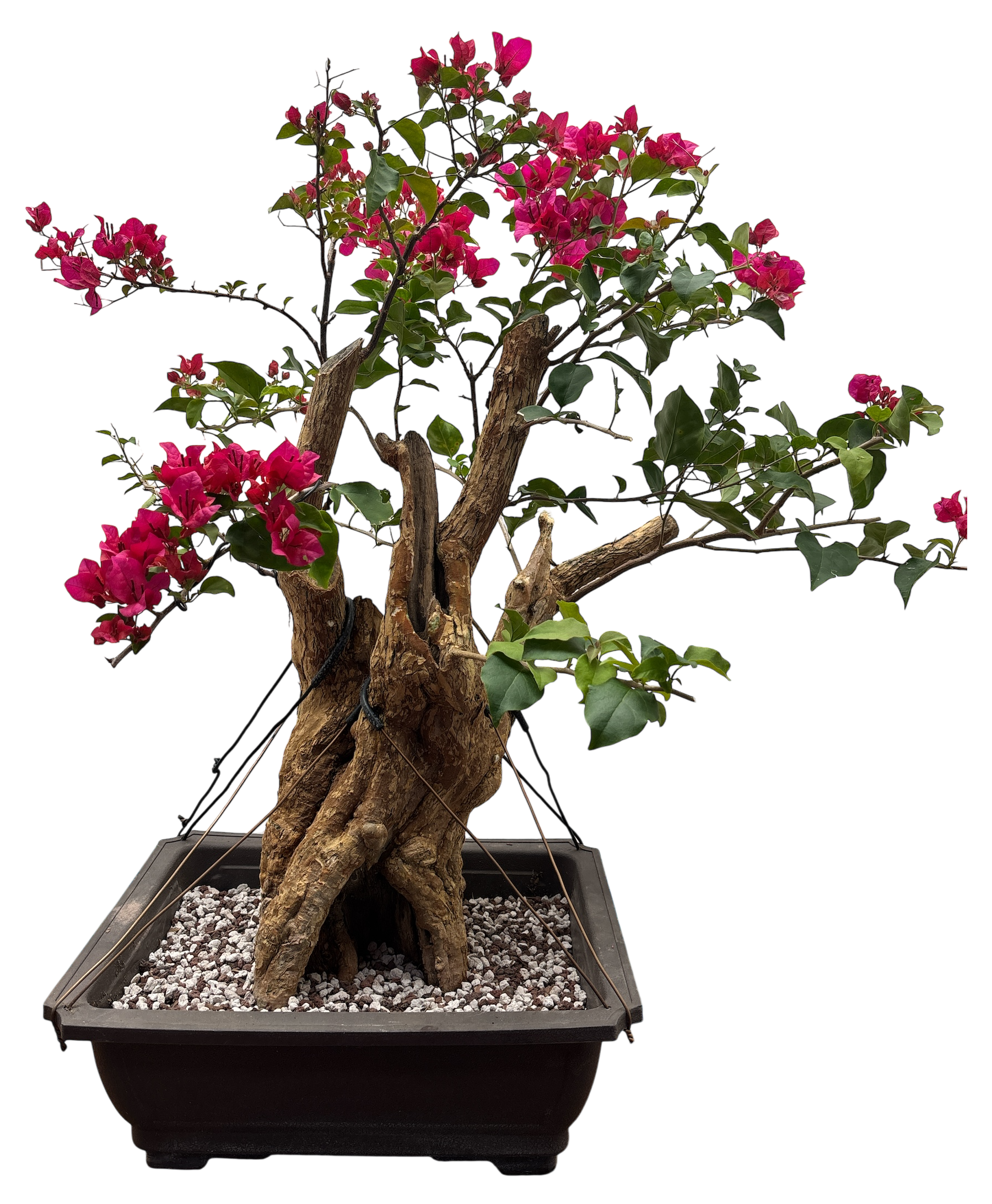 buy flowering bonsai tree Bougainvillea