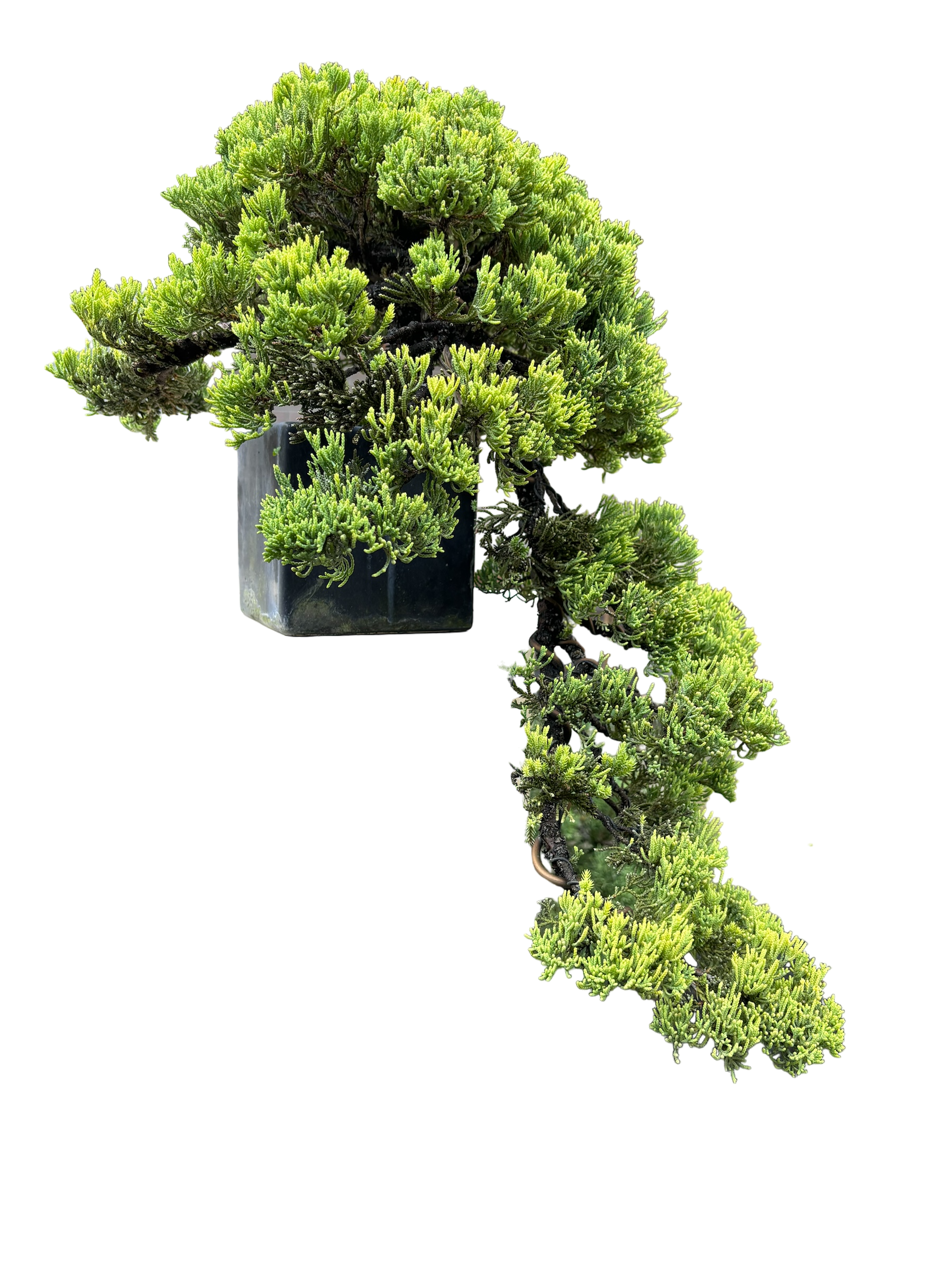 cascade juniper bonsai tree Cascade Juniper #B1021