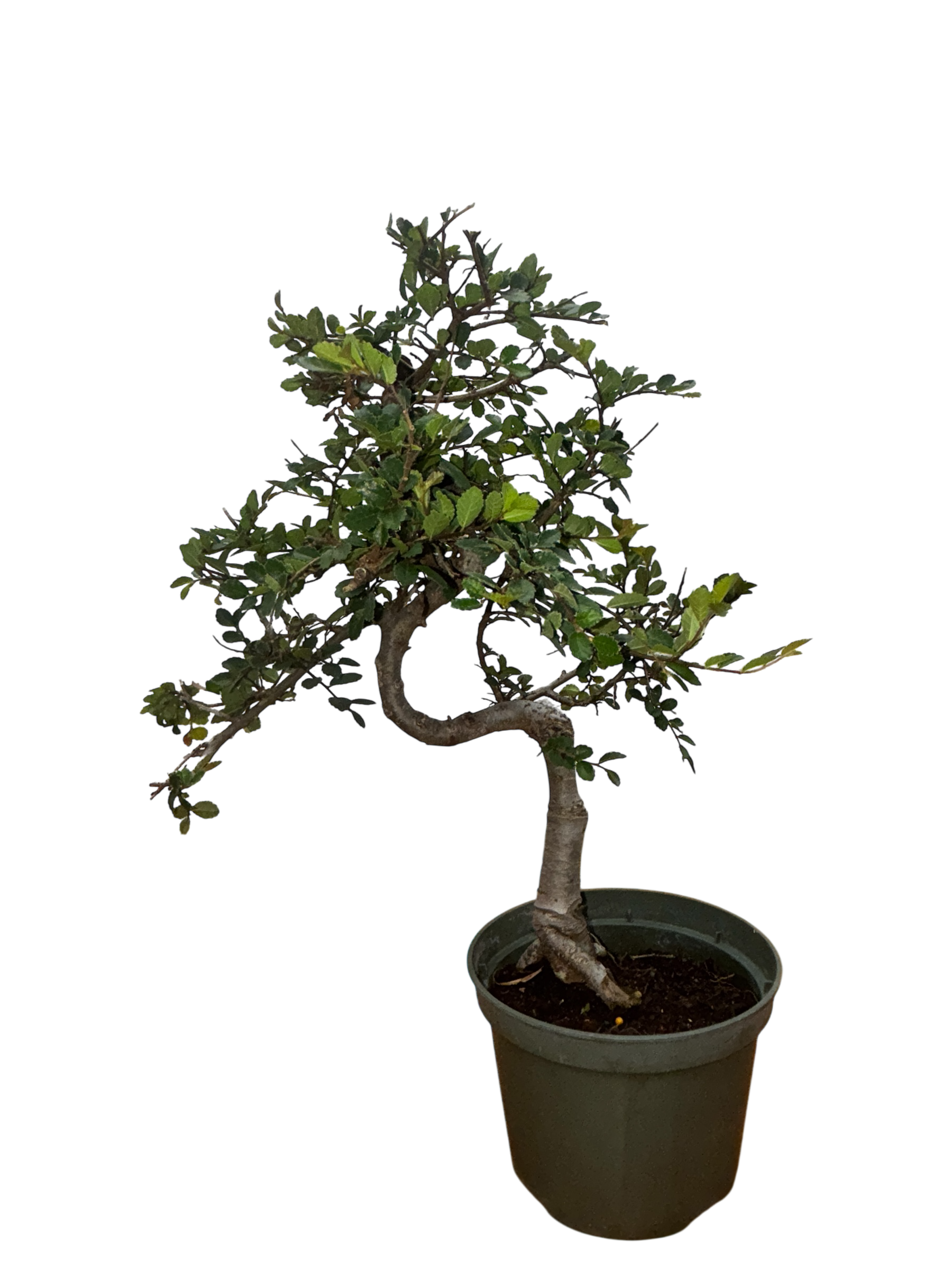 chinese elm bonsai tree for sale Chinese Elm