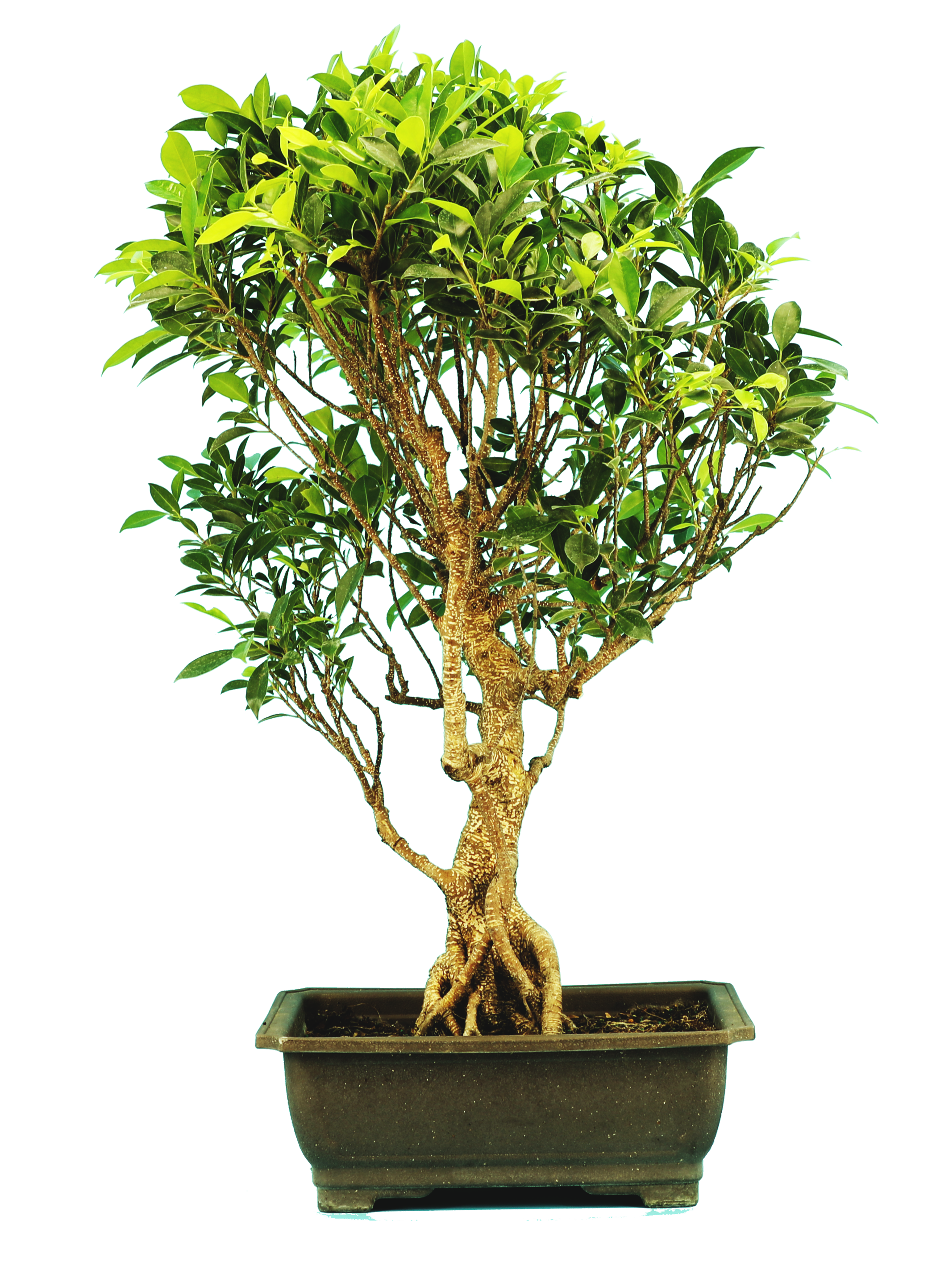 specimen bonsai trees Ficus