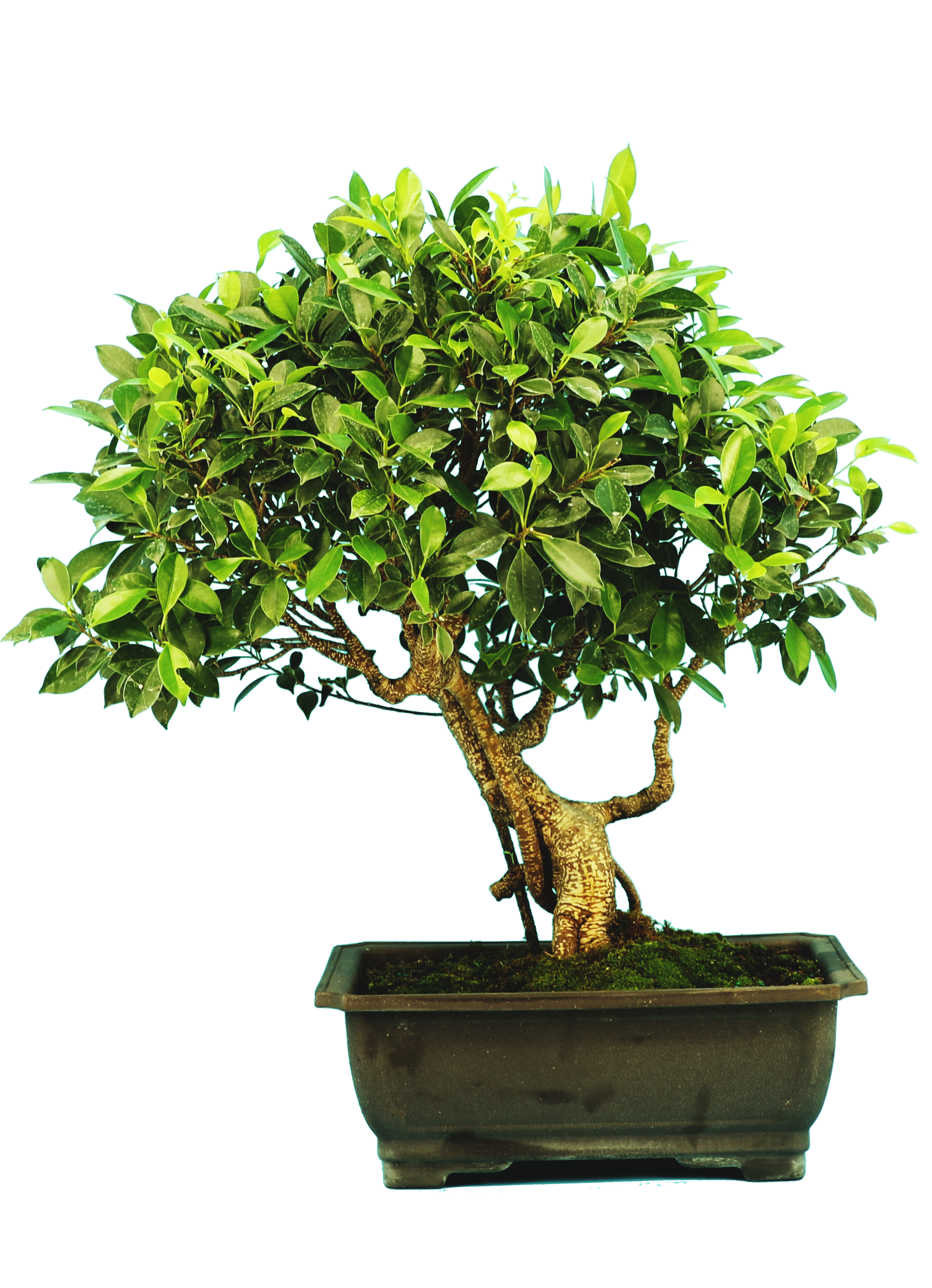 buy pre bonsai trees Ficus