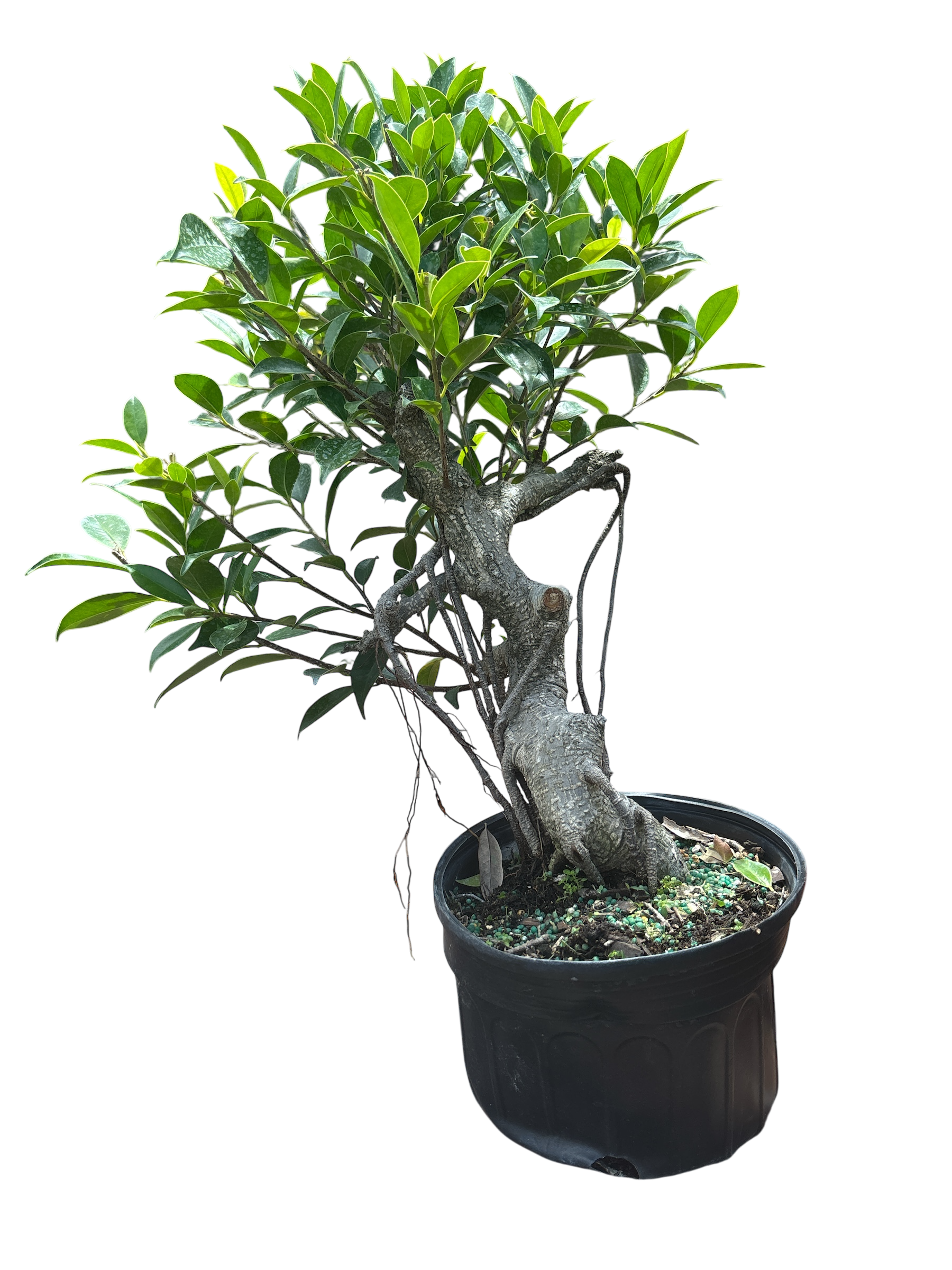 Ficus - Pre-bonsai - (15cm - 20cm - 25cm - 30cm)