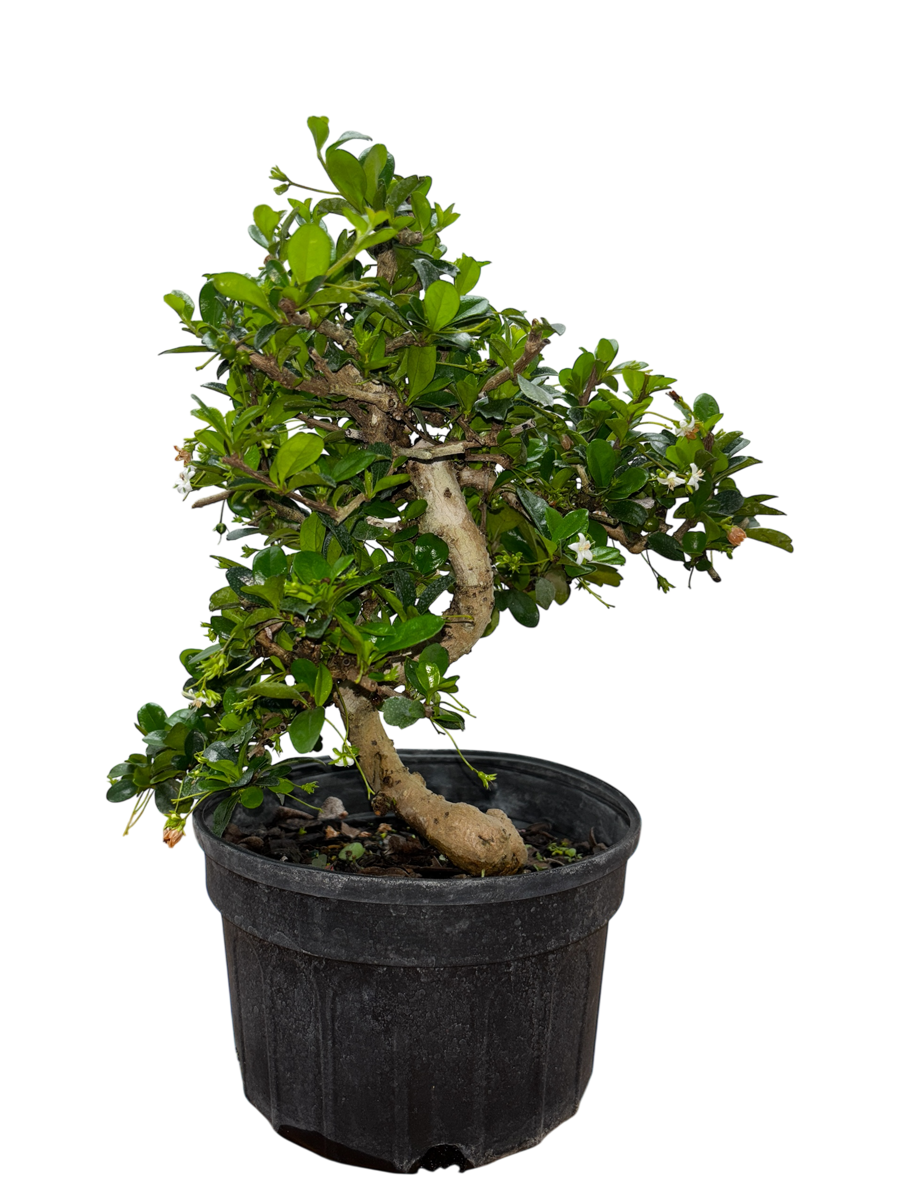 bonsai fukien tea tree Fukien Tea