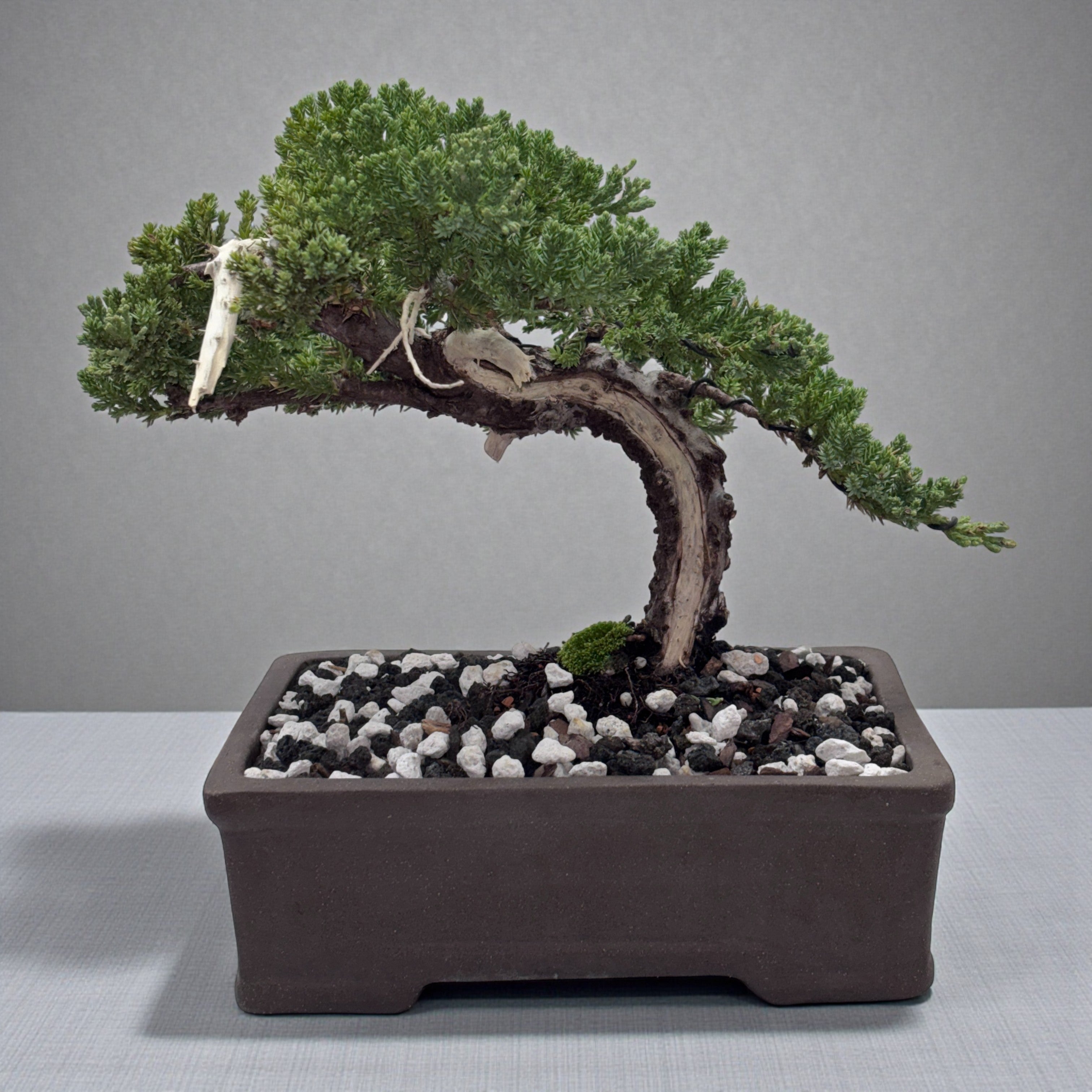 dead bonsai tree for sale Juniper - Bonsai - Deadwood Collection