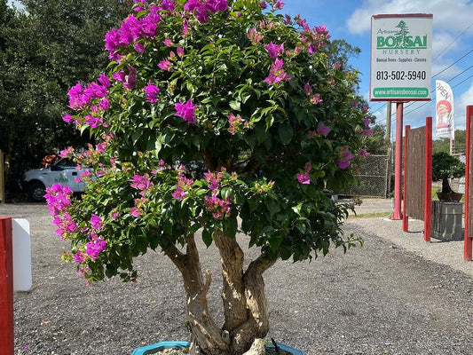 Common Mistakes In Flowering Bonsai Care (And How To Fix Them!)