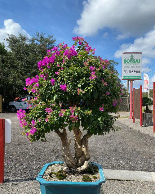 A Blossoming Bonsai Collection: Why Bougainvillea & Fukien Tea Stand Out