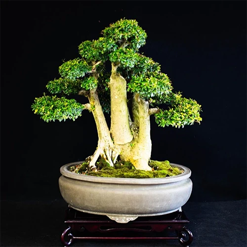 Smart Start for Beginners: How to Find the Best Bonsai Plants for Sale