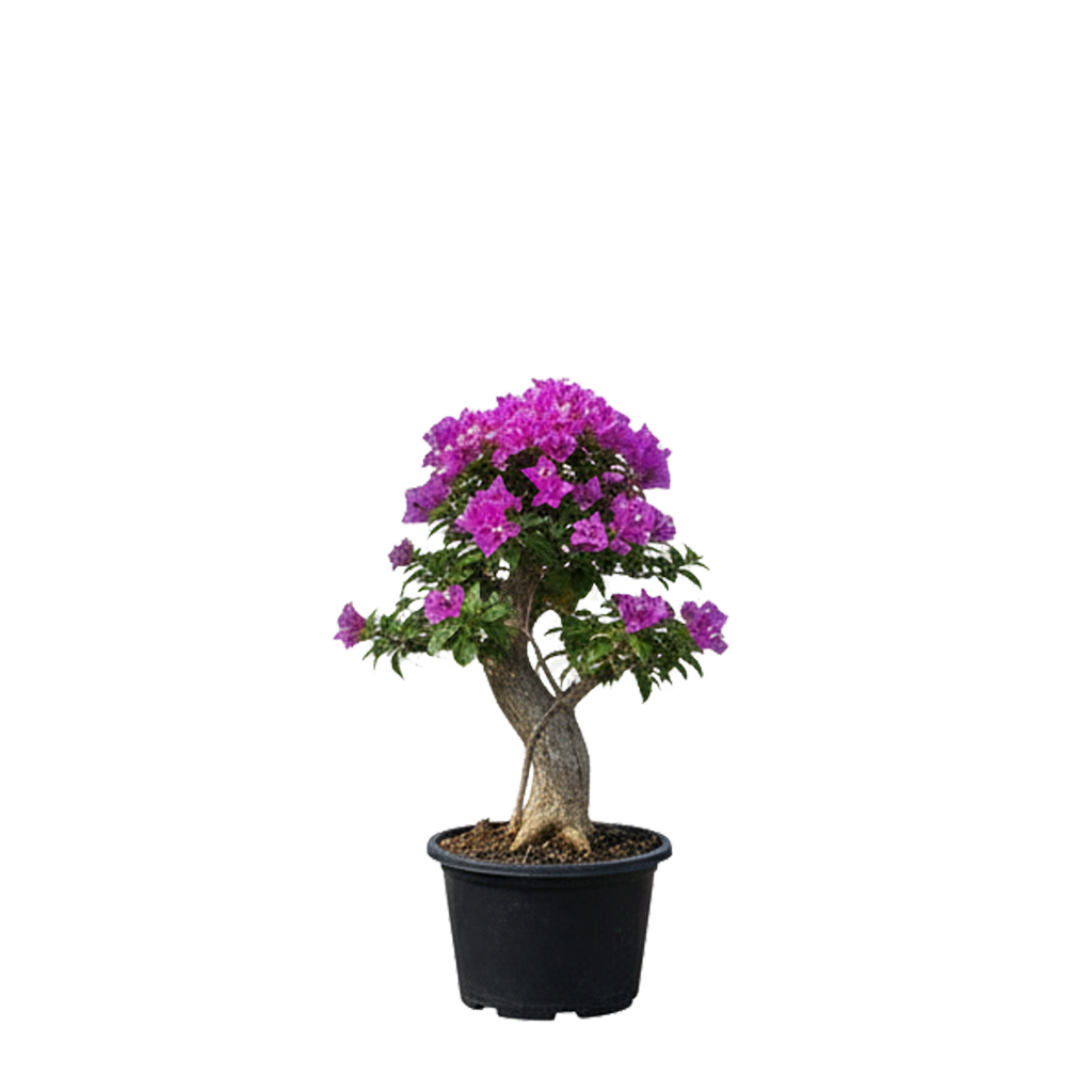 Bougainvilla