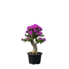 Bougainvilla