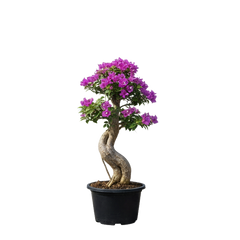 Bougainvilla