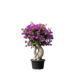 Bougainvilla