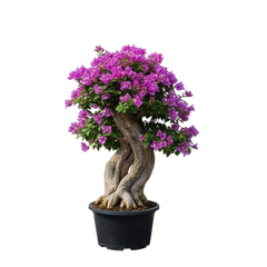 Bougainvilla