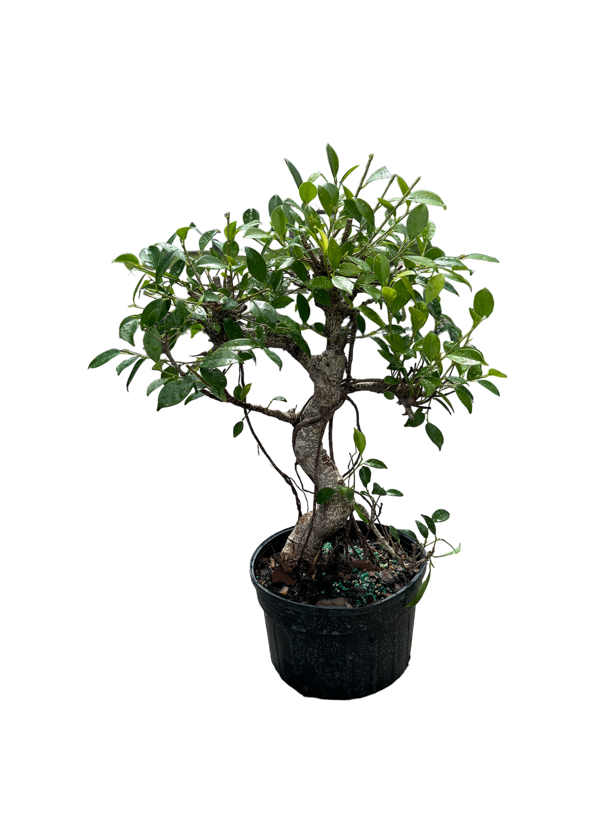 25cm Ficus (Chinese tiger bark)