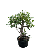 Ficus Retusa (25cm)