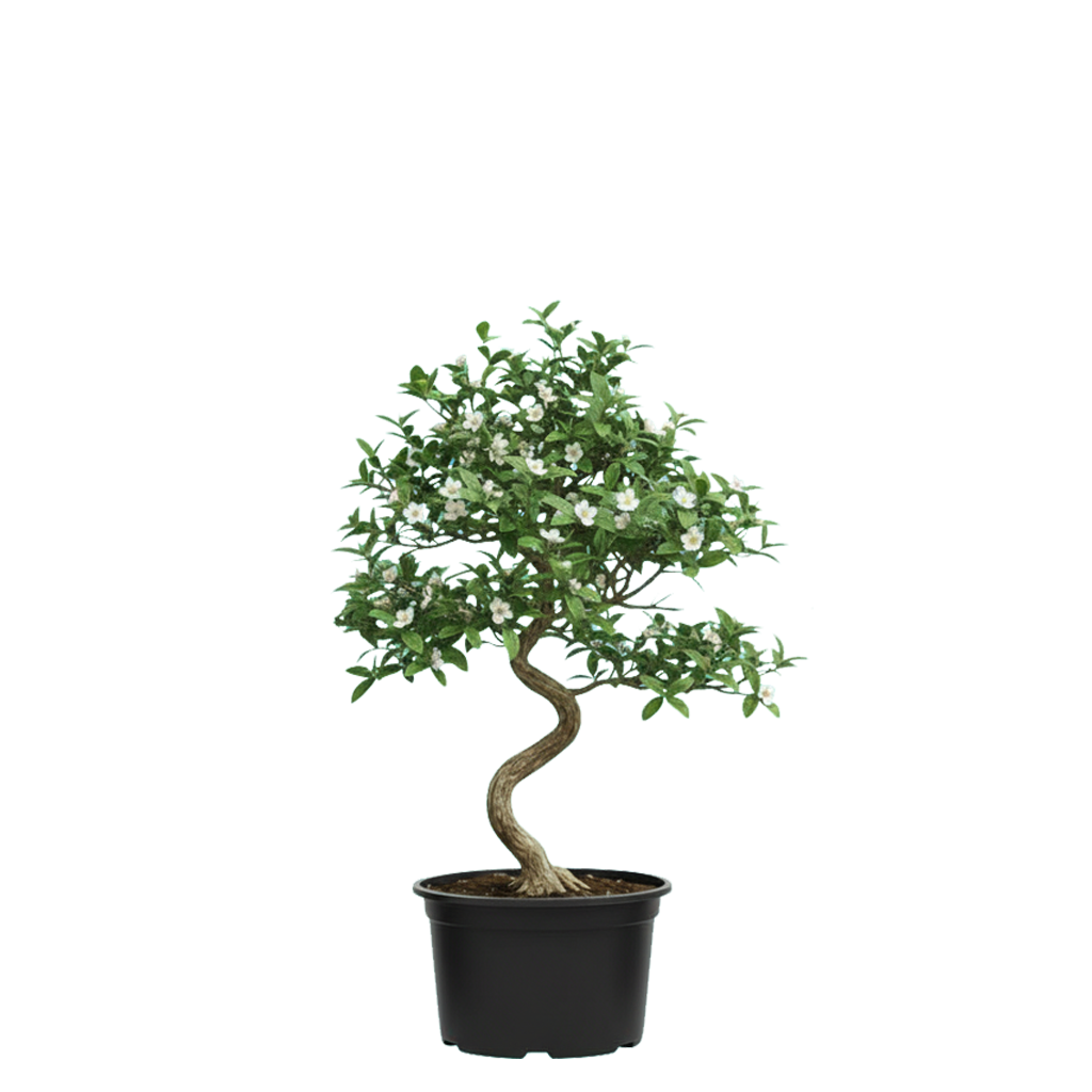 Fukien Tea