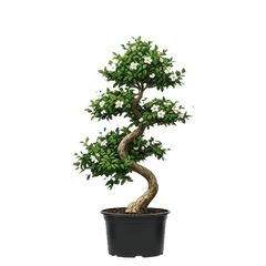 Fukien Tea