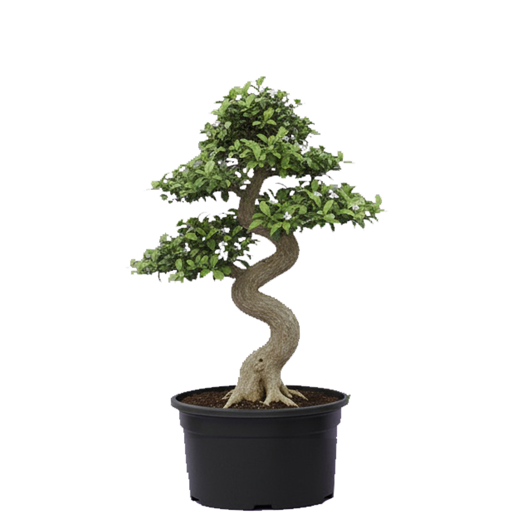 Fukien Tea - Pre-bonsai