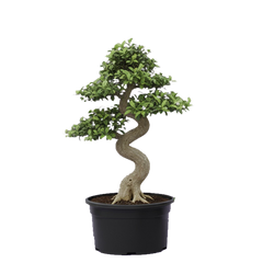 Fukien Tea