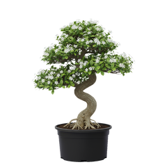 Fukien Tea