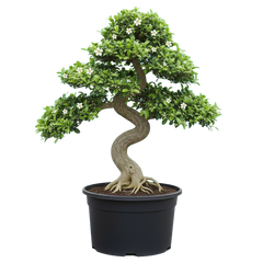 Fukien Tea