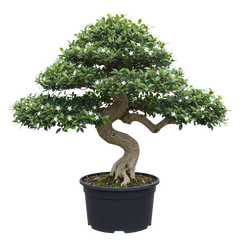 Fukien Tea