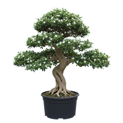 Fukien Tea