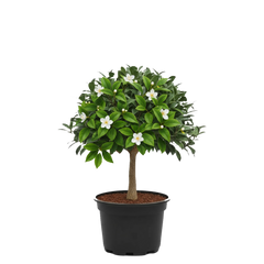 Fukien Tea