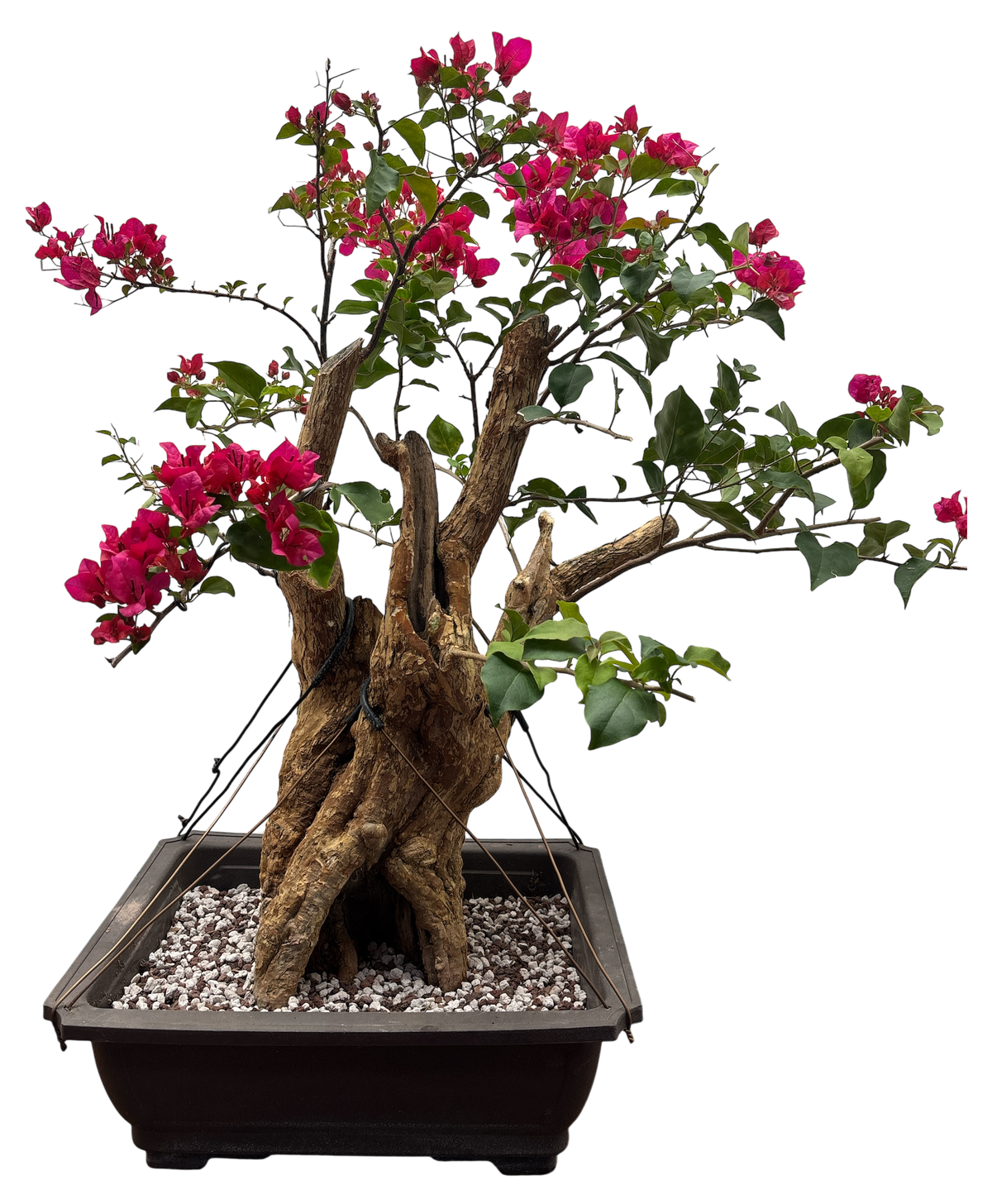 Bougainvillea - Pre-bonsai specimen (red) BO-100-P