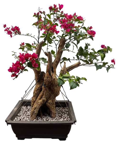 Bougainvillea