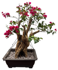 Bougainvillea - Pre-bonsai specimen (red) BO-100-P