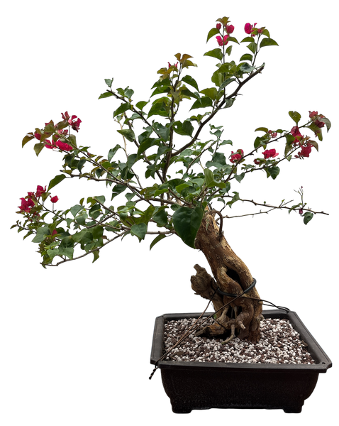 bougainvillea bonsai tree for sale Bougainvillea