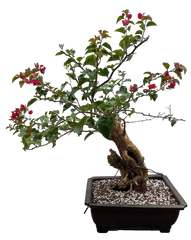 Bougainvillea - Pre-bonsai specimen (red) B0-101-P