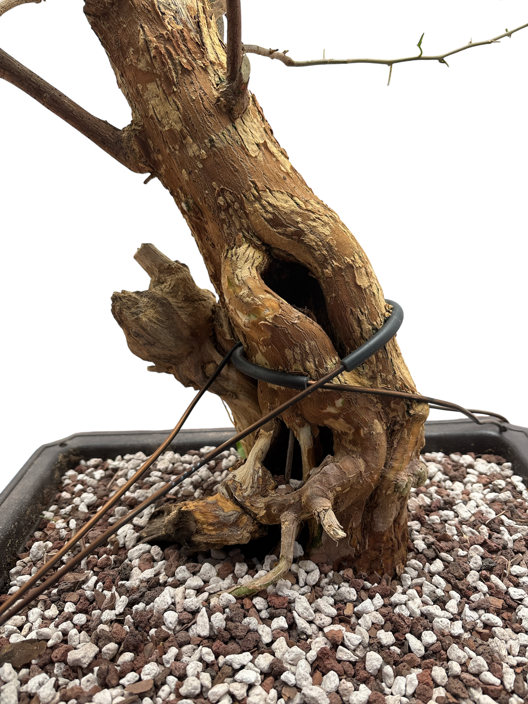 Bougainvillea  Artisan's Bonsai
