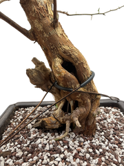 Bougainvillea - Pre-bonsai specimen (red) B0-101-P
