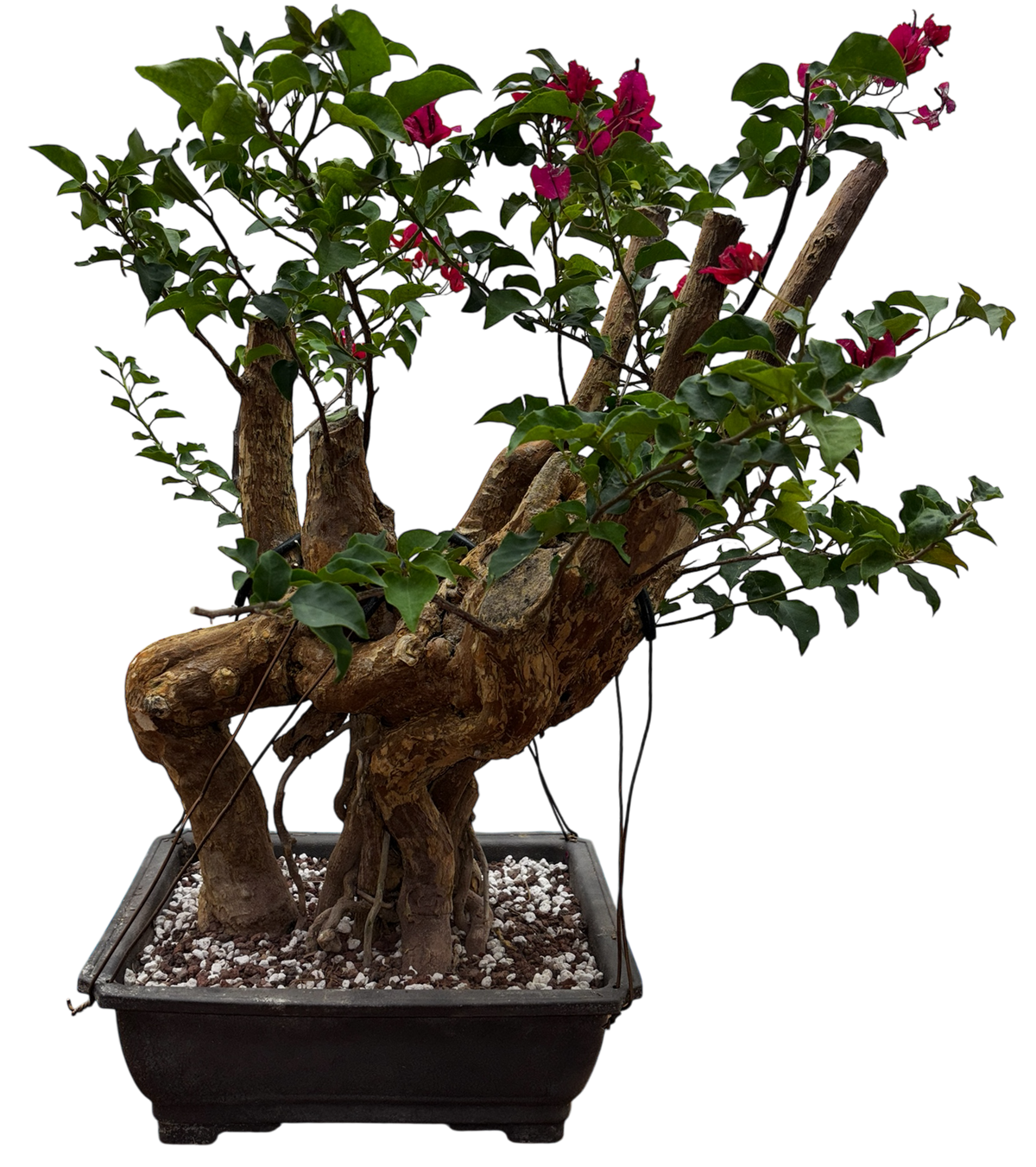 Bougainvillea - Pre-bonsai specimen (red) BO-102-P