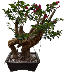 Bougainvillea - Pre-bonsai specimen (red) BO-102-P