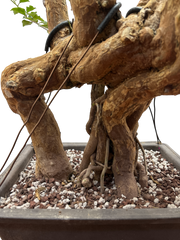 Bougainvillea - Pre-bonsai specimen (red) BO-102-P