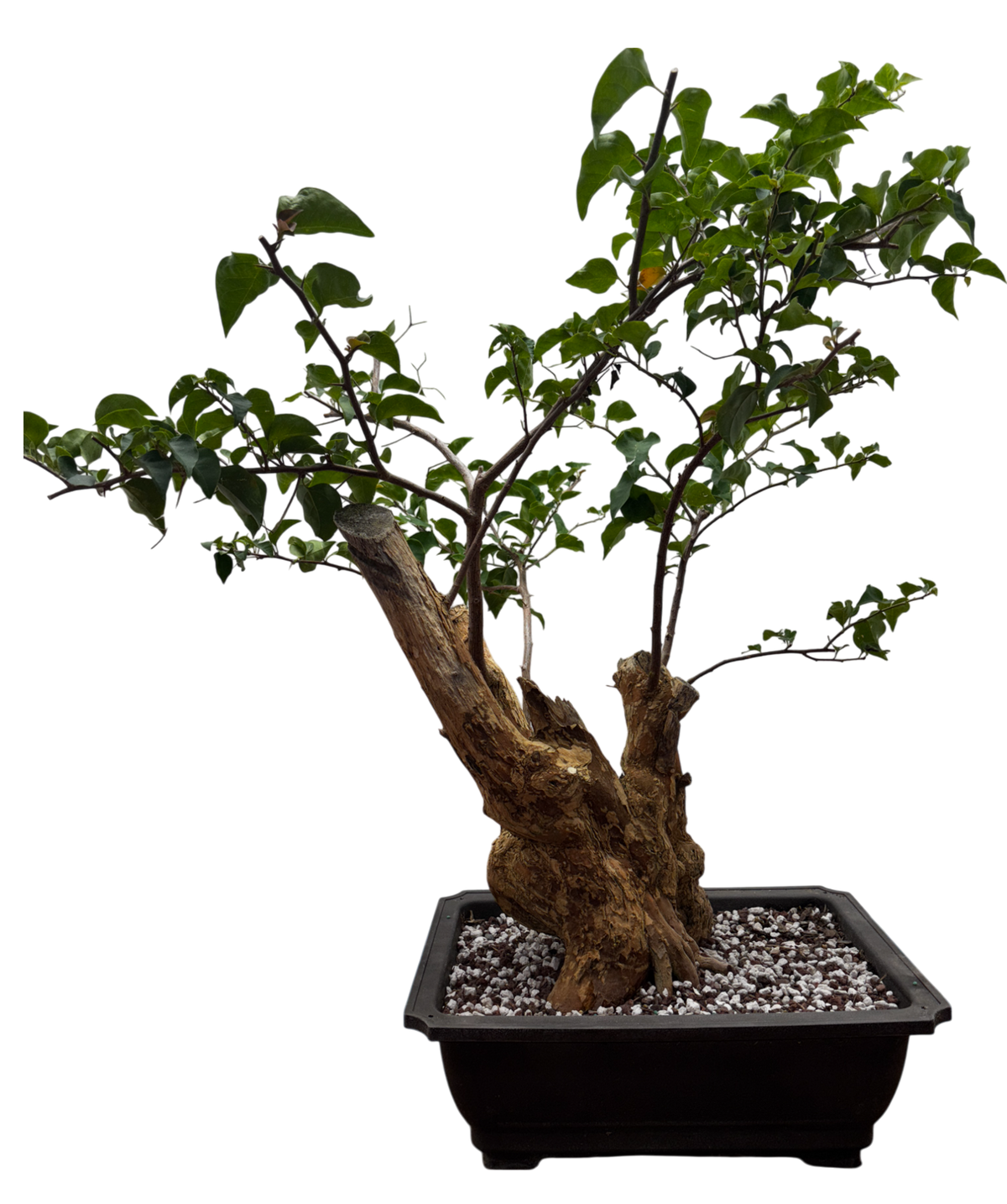 Bougainvillea - Pre-bonsai specimen (red) BO-107-P
