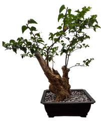 Bougainvillea - Pre-bonsai specimen (red) BO-107-P