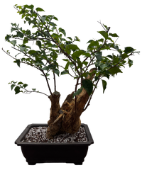 Bougainvillea - Pre-bonsai specimen (red) BO-107-P