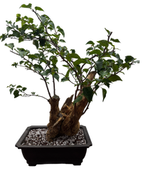 Bougainvillea - Pre-bonsai specimen (red) BO-107-P