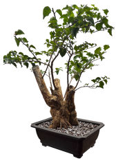 Bougainvillea - Pre-bonsai specimen (red) BO-107-P