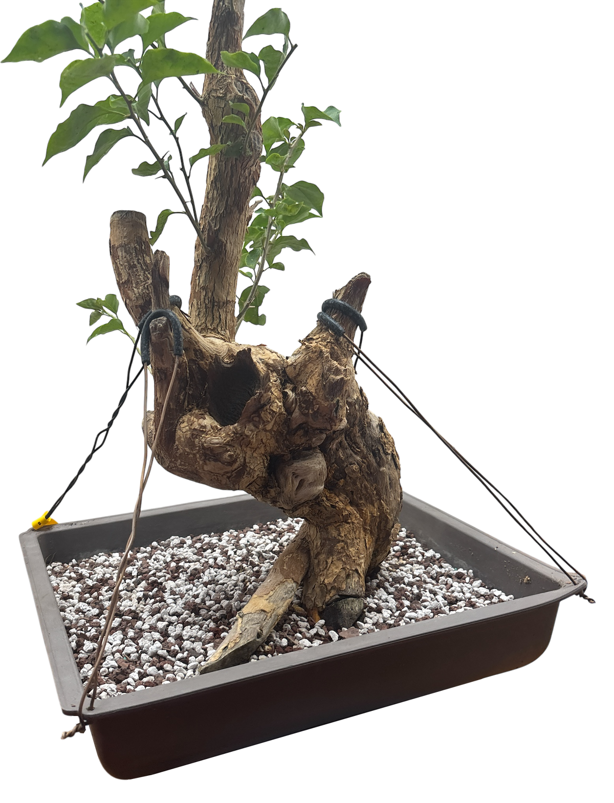 Bougainvillea - Pre-bonsai specimen (red) BO-108-P