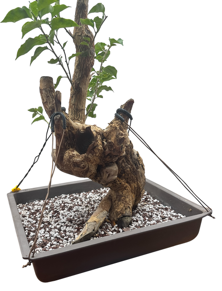 bonsai grande Bougainvillea