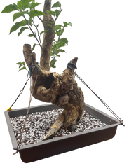 Bougainvillea - Pre-bonsai specimen (red) BO-108-P