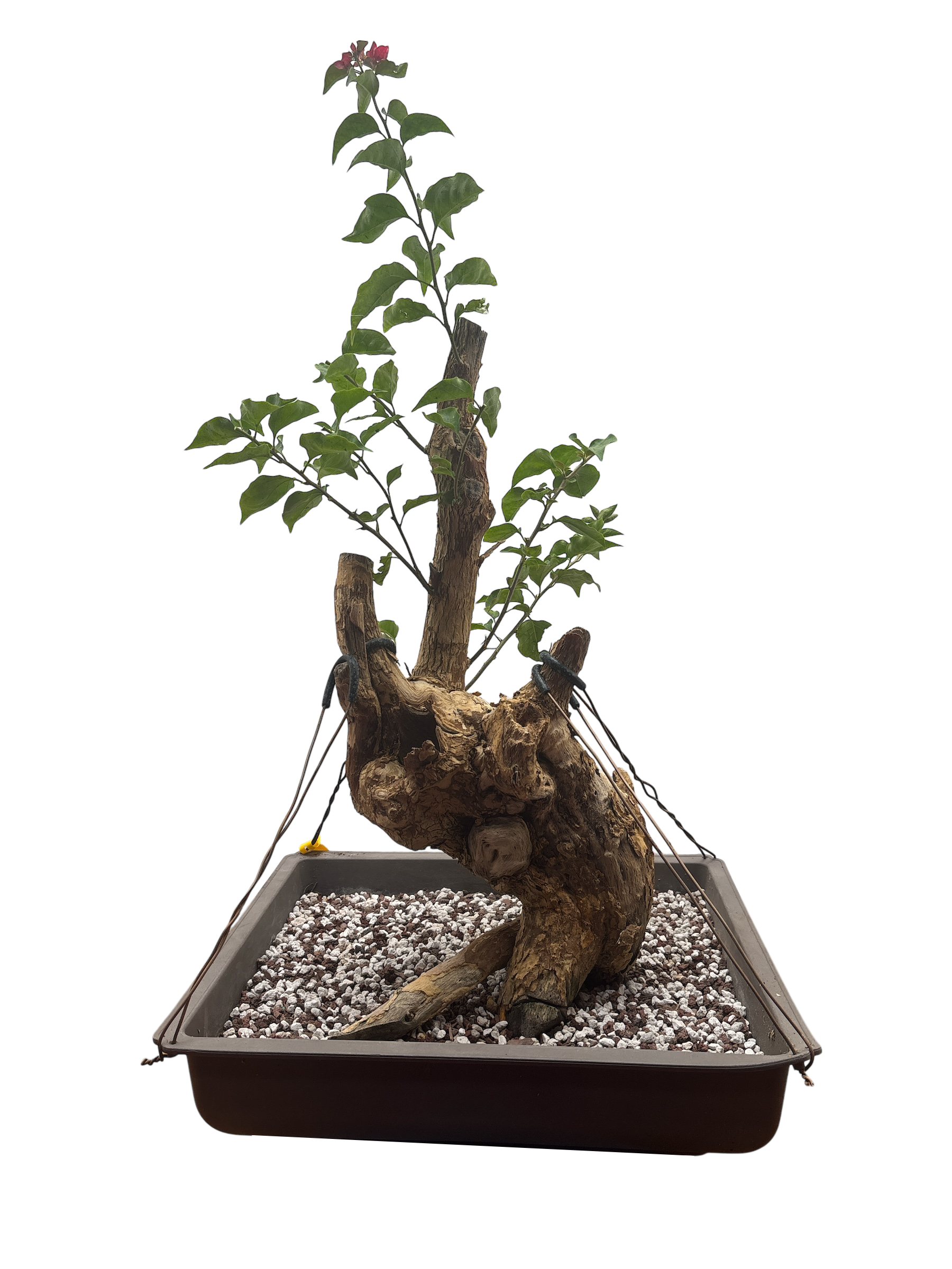 bougainvillea bonsai tree for sale Bougainvillea