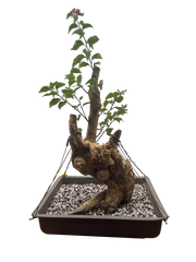 Bougainvillea - Pre-bonsai specimen (red) BO-108-P