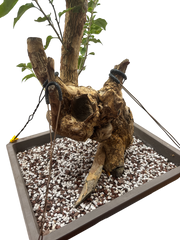 Bougainvillea - Pre-bonsai specimen (red) BO-108-P