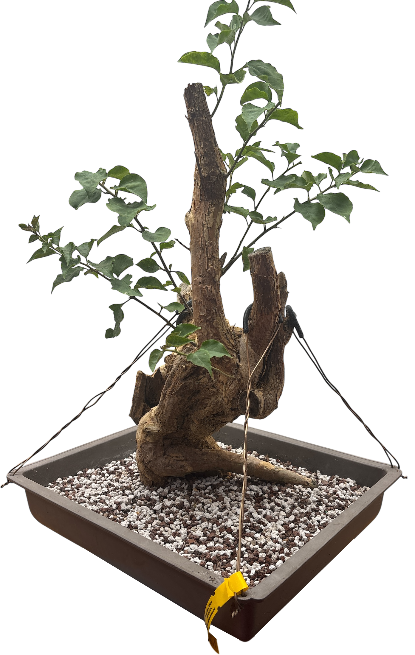 bonsai bo tree Bougainvillea
